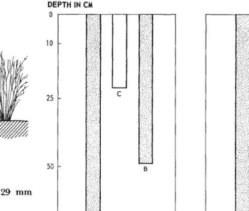 FIG. 1. Moisture penetration in a soil profile after a 29 mm rainfall. The slope was 6% SE