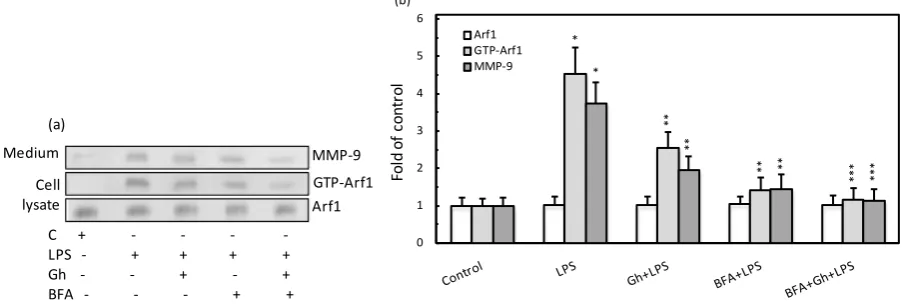 Figure 2. Effect of P. gingivalis LPS and ghrelin (Gh) on MMP-9 secretion and a-tubulin acetylation in the salivary gland acinar cells