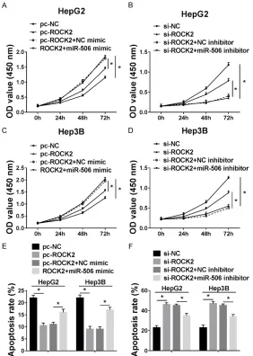 Figure 5. ROCK2 regulated HCC proliferation and apoptosis and miR-506 attenuated the effect of ROCK2 on HCC cells in vitro