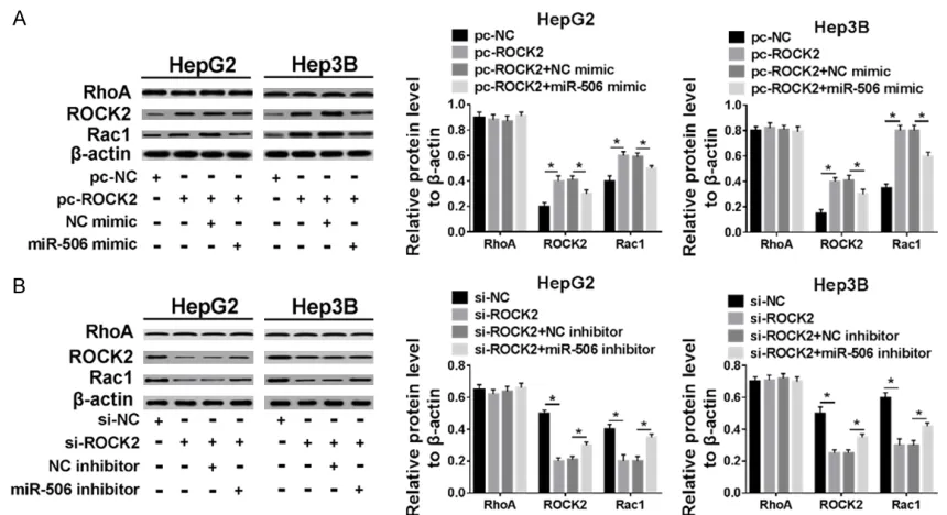 Figure 6. miR-506 regulated the RhoA/ROCK signaling pathway in HCC cells. HepG2 and Hep3B cells were treated as described in Figure 4D and 4E