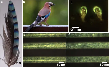 Figure 1. Optical images of a Eurasian Jay (Garrulus glandarius) feather at different lengthscales