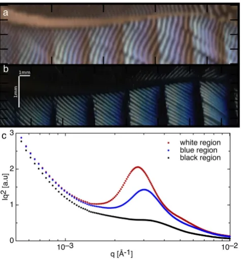 Figure 3. (a) The colour of the Jay feather reconstructed from the Small Angle X-ray Scattering (SAXS) scan of the region in (b)