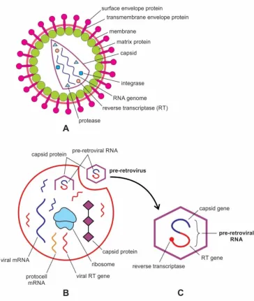 Figure 7. Retroviruses. A, structure of a modern retrovirus, an enveloped particle in which the capsid core contains two identical single-stranded mRNA molecules