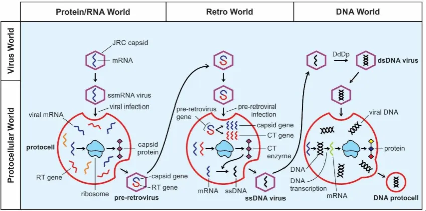 Figure 8. Postulated evolution of the biochemical pathways from the peptide/RNA world to the DNA world and the concurrent building of the information system to contemporary central dogma (DNA-makes-RNA-makes-proteins)