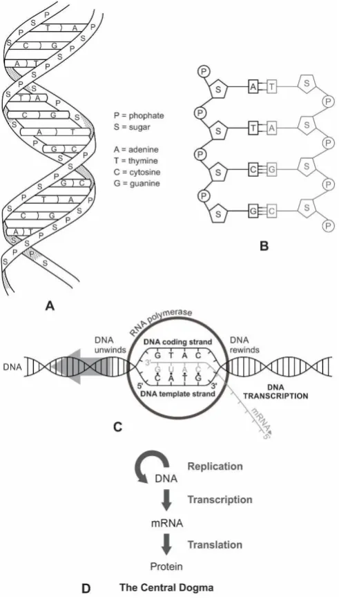 Figure 10. DNA structure and transcription. A, the twisted ladder model of the double helix of DNA showing two antiparallel strands, which are held together by hydrogen bonds between their bases
