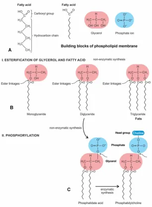 Figure 1. Origin of the phospholipid membrane from simple fatty acids by an intermediate, the phosphatidate acid by a series of non-enzymatic synthesis