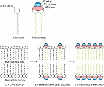 Figure 3. The gradual transition from single-chain, highly permeable fatty acid membrane (A) to selective permeable phospholipid membrane with the increase of phospholipid content (C) via a transitional stage (B)