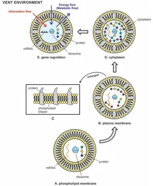 Figure 4. The transition of phospholipid membrane to plasma membrane. A, phospholipid membrane; B, plasma membrane; C, phospholipid membrane evolved into plasma membrane by inserting protein molecules into bilayers that made the cell membrane selective per