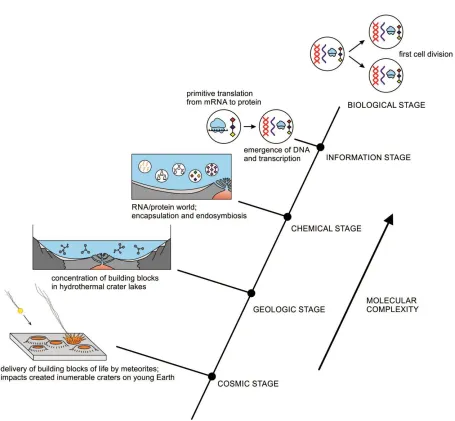 Figure 1. The hierarchical origin of life, viewed as five ascending stages of increasing complexity, showing the biomolecules in the prebiotic world that led to the development of the first cells