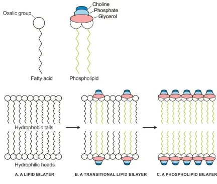 Figure 7. Gradual transition from single-chain, highly permeable fatty acid membrane to selective permeable phospholipid membrane with increase of phospholipid content via a transitional stage