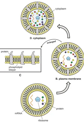 Figure 8.  Transition of phospholipid membrane to plasma membrane. A, phospholipid membrane; B, plasma membrane; C, phospholipid membrane evolved into plasma membrane by inserting protein molecules into bilayers that made the cell membrane selective permeable so that 