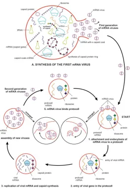 Figure 10.  Origin of mRNA viruses and reproduction cycle. A, synthesis of first generation of mRNA viruses inside protocells hijacking hosts’ translation machinery