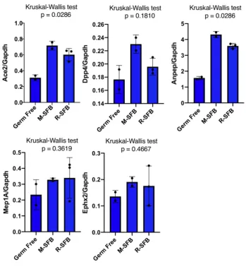 Fig. 4 | Segmented filamentous bacteria (SFB) elevated expression of Ace2 and Anpep in the