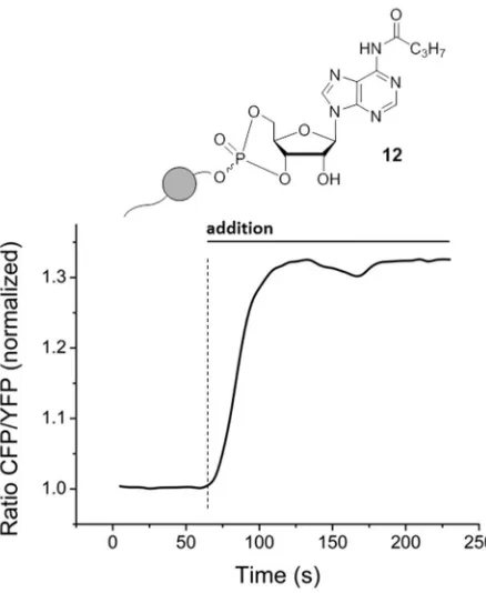 Figure 7: Stimulation of the of Jurkat T cells with OB-cNMPs 10,12 and 13. Left: Jurkat T cells were stimulated after 120 s with the respective OB-cNMPs (20 µM) or DMSO (as negative control)