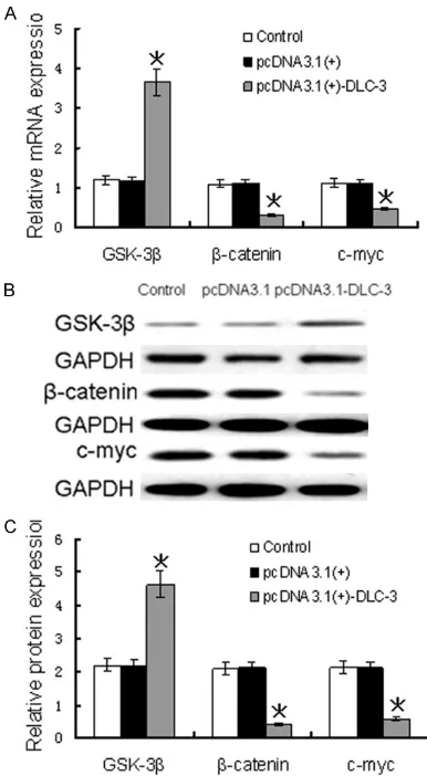 Figure 5. DLC-3 overexpression regulates the Wnt/β-catenin signaling pathway. A. GSK-3β mRNA expres-sion was higher in the pcDNA3.1(+)-DLC-3 group, while β-catenin and c-myc mRNA expression was lower when compared to these levels in the pcD-NA3.1(+) group 
