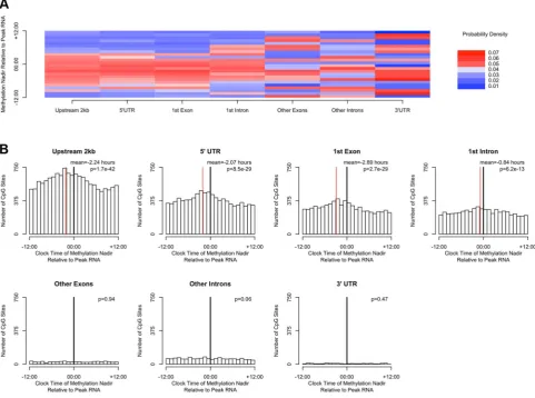 Figure 5. The timing of methylation for DNA methylation sites with high amplitude oscillations is time locked to the timing of peak