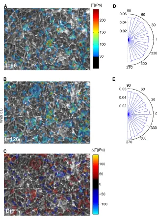 FIGURE 3Instantaneous maps of tractionbetween traction vectors and the direction ofﬂow at (between (96 min and (forces of an endothelial monolayer at (A) t ¼B) t ¼ 126 min