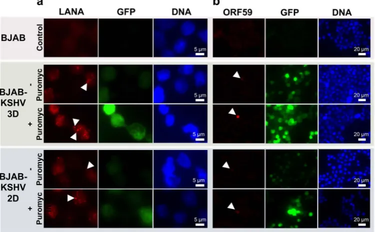 Figure 5. suspension, both with (anti-LANA monoclonal antibody. White arrowheads indicate LANA dots