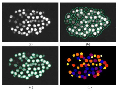 Figure 3 provides an illustration of 3D nuclei segmenta-tion on a 2D slice. In Figure 3b, we demonstrate the initialsubdivision of the image into nuclei areas after the gradi-ent flow tracking procedure