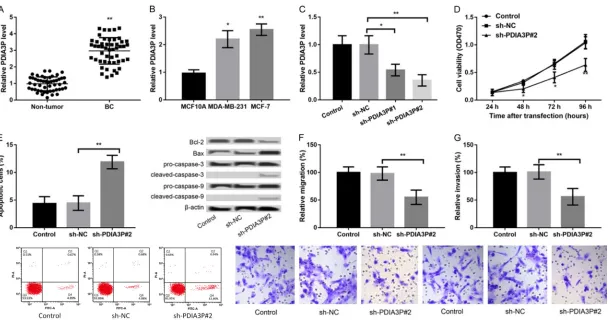 Figure 1. LncRNA PDIA3P expression is upregulated in breast cancer (BC) tissues and cells