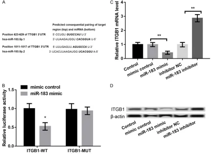 Figure 2. PDIA3P regulated tumor growth and metastasis through negative regulating miR-183
