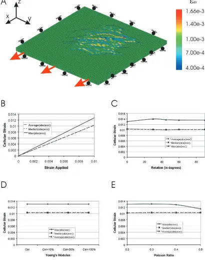 FIGURE 2The effect of substrate stretch. (the directions of stretch and the balls indicate a sliding boundary condition