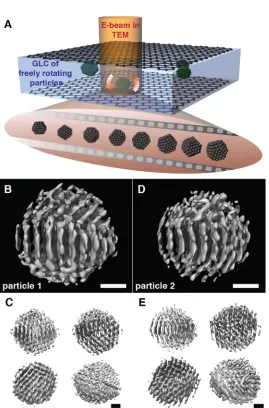 Fig. 1.  Schematic illustration of in situ TEM imaging of Pt nanocrystals freely rotating in a graphene liquid cell (GLC) and3D EM density maps calculated from individual Pt nanoparticles in solution