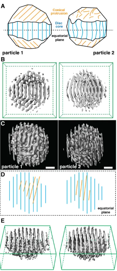 Fig. 2. The underlying structural principle of the small Pt nanoparticles studied here