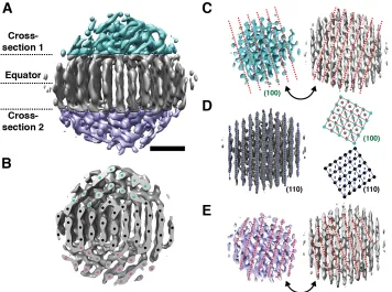 Fig. 3. Cross-sectional study of particle 1. (A) 3D density map of particle 1 with color 