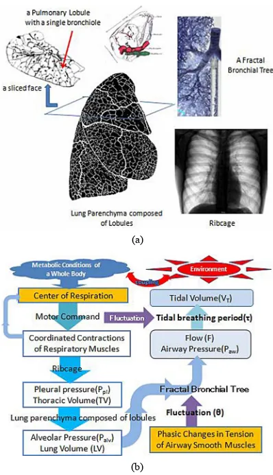 Figure 1. Components of respiratory system and produ ing of breathing motions. (a) Coystem: cmponents of respiratory sthe ribcage consists of thoracic structures and the dia-phragm, the right lung parenchyma consists of many lob-ules, a sliced face of righ