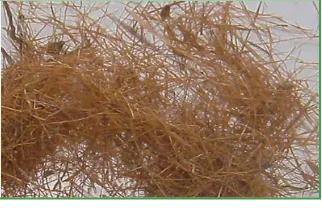 Figure 1. Posidonia fibers. 