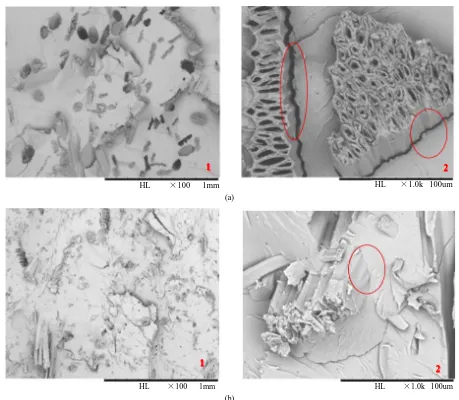 Figure 4. SEM micrographs of fracture surface of: (a) composites reinforced with untreated fiber, (b) composite reinforced with treated fiber