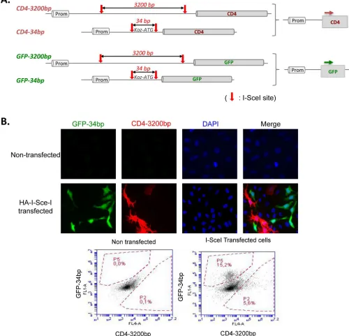 Fig 1. End-joining substrates. A. CD4-3200bp and GFP-34bp have previously been validated [DSB repair with comparable substrate backbones, we constructed hybrid substrates, CD4-34bp and GFP-3200bp interchanging the internal10,34–36,48] and discussed in [4]