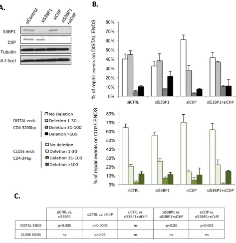 Fig 3. 53BP1 protects against non-conservative end-joining on both distant and close ends but counteracts CtIP mediatedresection only on distant ends