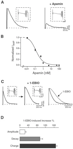 Figure 7.The Capoints were ﬁt with the Hill equation, giving an ICcantly affecting the Cainsets(100 2�-dependent tail current in P12 Purkinje neurons is anSK2-mediated IAHP, sensitive to apamin and 1-EBIO