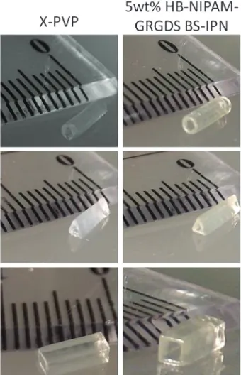 Fig. 9Images of tubes created by microstereolithography Left showsX-PVP hydrogel, right shows X-PVP BS-IPN with 5% HB-GRGDS PNIPAM.