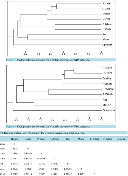 Figure 2. Phylogenetic tree obtained for 9 protein sequences of ND6 category.                     