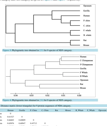 Table 3. Distance matrix (lower triangular) for 9 protein sequences of ND6 category.                                      