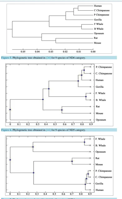 Figure 7. Phylogenetic tree obtained in [44] for 9 species of ND6 category.                         