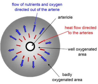 Figure 10. Comparison of blood-flow by different tissues: (a) absolute values, (b) relative values