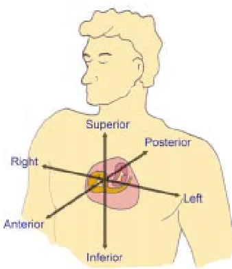 Figure 8A short axis cut has been made through the ventricularmass replicating the left anterior oblique projection