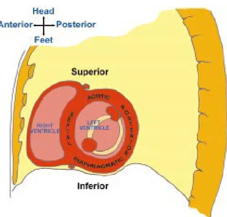 Figure 9This diagram places the short axis of the ventricular mass,as shown in fig 8, in the context of the thorax