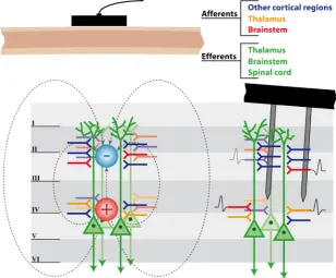 Figure 1. Sketch of BCI signal sources. I - VI mark the cortical layers. Cortical layer 5 and 6 pyramidal cells are highlighted in green