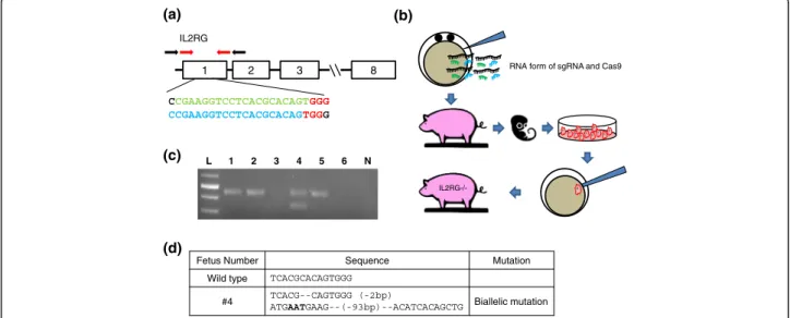 Fig. 1 Use of CRISPR/Cas9 system to disrupt IL2RG in pigs. a Design of CRISPRs to target IL2RG