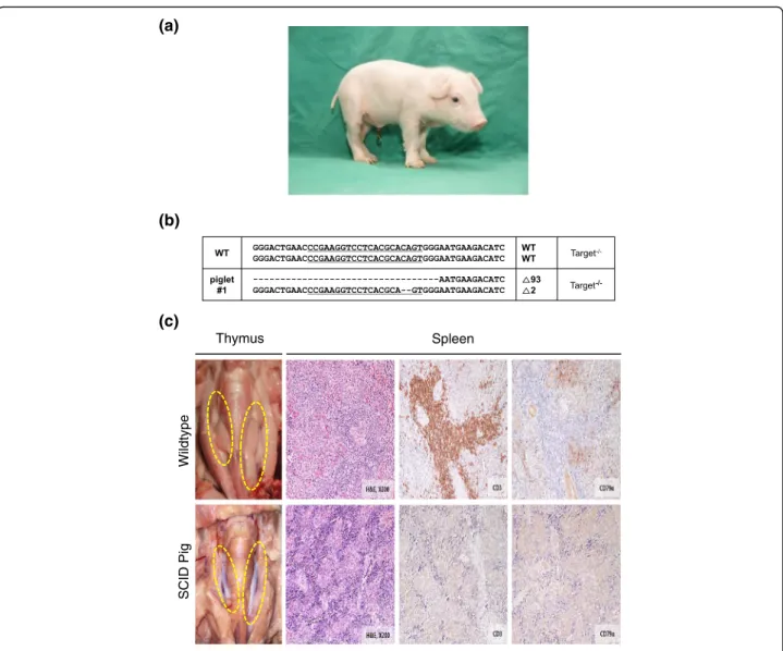 Fig. 2 Generation of IL2RG knockout pigs. a An image of IL2RG knockout pigs produced in this study (b) Genotypes of IL2RG knockout female piglets