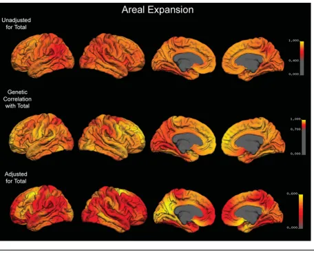 FIGURE 1Top Row: Map of heritability for areal expansion at each point on the cortex that is unadjusted for total surface area