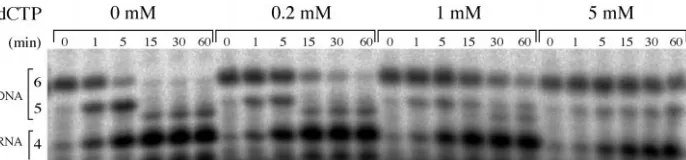 TABLE IIThe correct bound nucleotide, and some incorrect nucleotides,