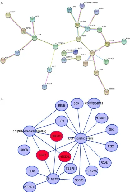 Figure 7. A. Protein-protein interactions of the 64 included genes. B. The likely target genes of miR-191-5p in HCC; we regarded the genes as the miR-191-5p targets that were involved in the top two significant pathways and that frequently interacted with 