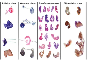 Figure 8 Comparative image analysis of reproducible and predictable template platforms generated by the electro-optical collision model
