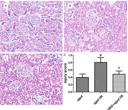Figure 2. Histology changes in the kidney of different treatment groups. Kidney tissues from rats of all groups were fixed, embedded, sectioned, and stained with hematoxylin and eosin